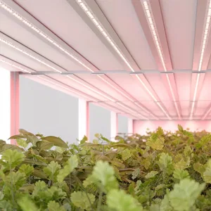 FITOLUX A66 A66 IP20 24V 8mm
