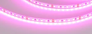 Лента RT-A120-8mm 24V Magenta (9.6 W/m, IP20, 2835, 5m) (Arlight, -)
