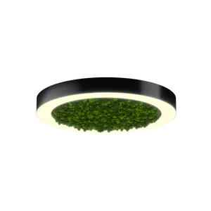 Модульный светильник HOKASU Halo Moss (кольцо со мхом)