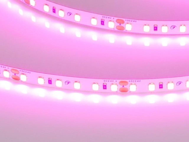 Лента RT-A120-8mm 24V Magenta (9.6 W/m, IP20, 2835, 5m) (Arlight, -) фото:5